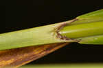 Georgia bulrush